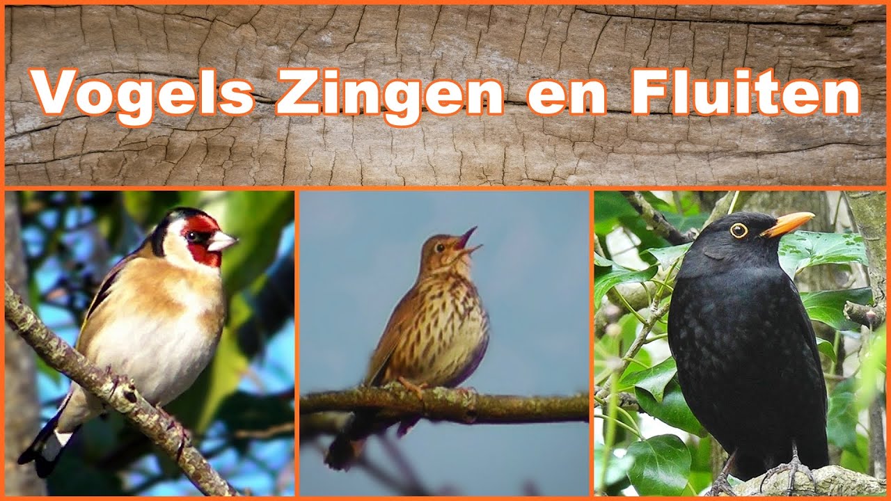 Vogels Zingen en Fluiten - YouTube - Waar Zit Bij Vogels Het Knipvlies