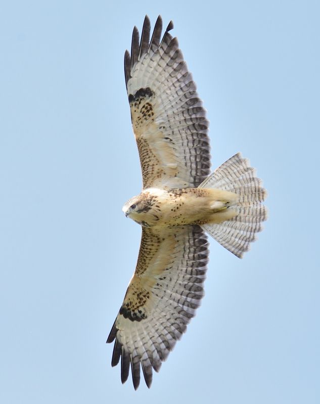 Volledige spanwijdte..... - Vogels - | Vogels, Huisdier vogel, Roofvogels - Welke Vogel Heeft De Grootste Spanwijdte