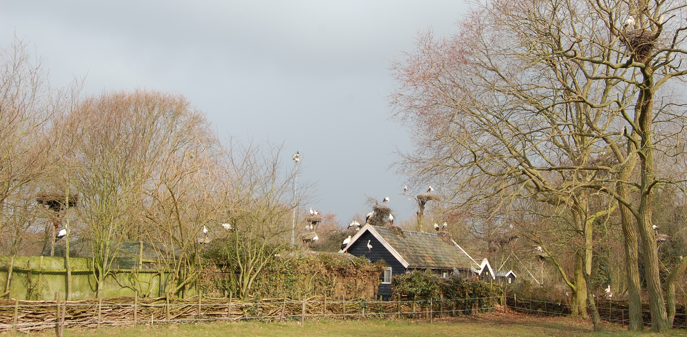Voor de ooievaars is het voorjaar al begonnen | Het Reestdal.nl - Wanneer Vertrekken Ooievaars Naar Het Zuiden
