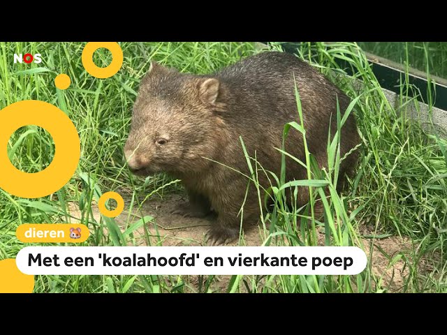 Voor Het Eerst Te Zien In Nederland: Wombats! [ff860f] - Wat Zijn Kangoeroes Wombats En Koala's Voor Beesten