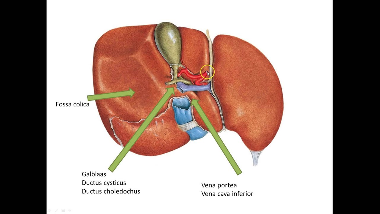 Voorbeeld e-learning lever anatomie - YouTube - Echo Van De Lever Waarom