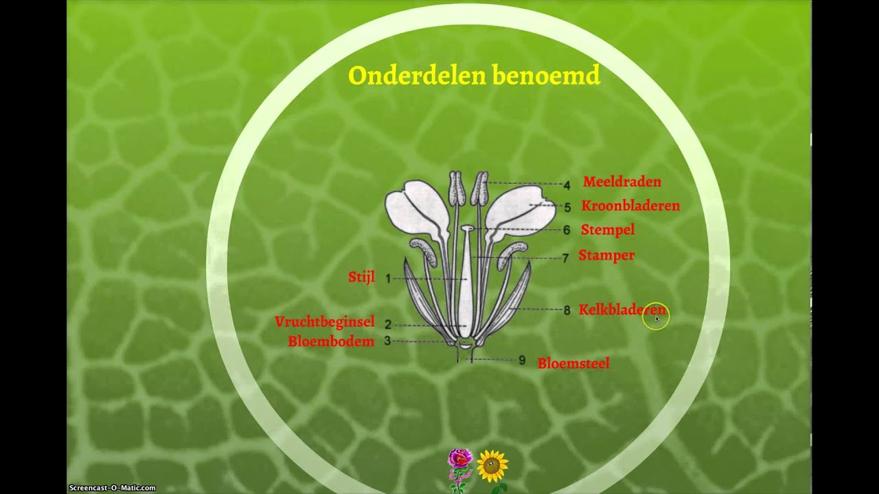 Voortplanting bloemen en planten - YouTube - Welk Deel Van Een Bloem Vormt Stuifmeel