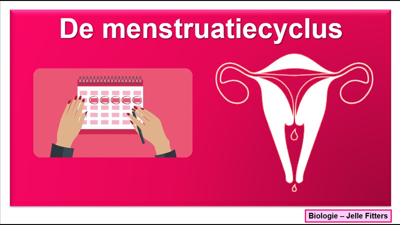 Voortplanting - Menstruatiecyclus - YouTube - Hoeveel Dagen Na Eisprong Menstruatie