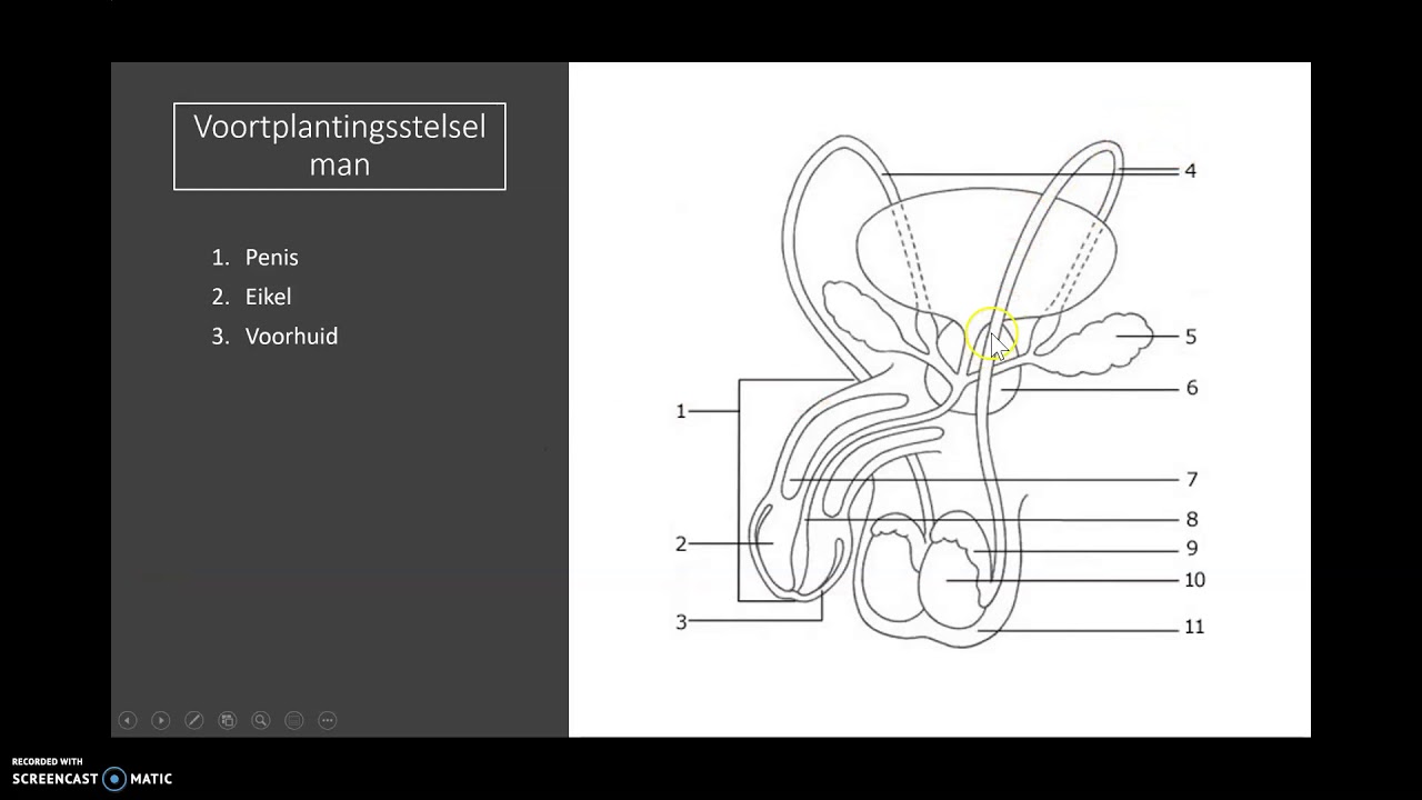 Voortplantingsstelsel man - Biologie onderbouw - YouTube - Het Voortplantingsstelsel Van Een Man