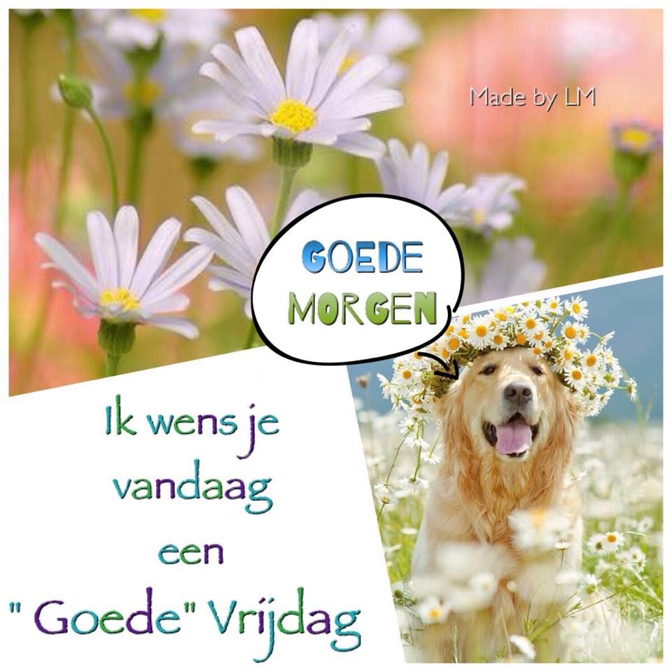 Vrijdag | Animals, Dogs - Wat Gebeurd Er Op Goede Vrijdag