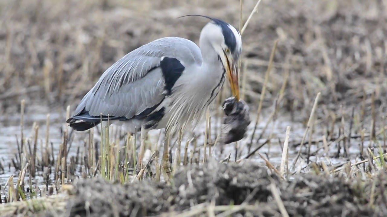 Vroege Vogels - Blauwe reiger eet mol - YouTube - Wat Eet De Blauwe Draak
