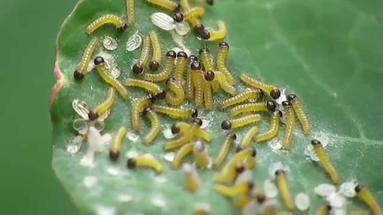Vroege Vogels - Eitjes en larven van groot koolwitje - YouTube - Hoe Lang Eitje Vruchtbaar Na Eisprong
