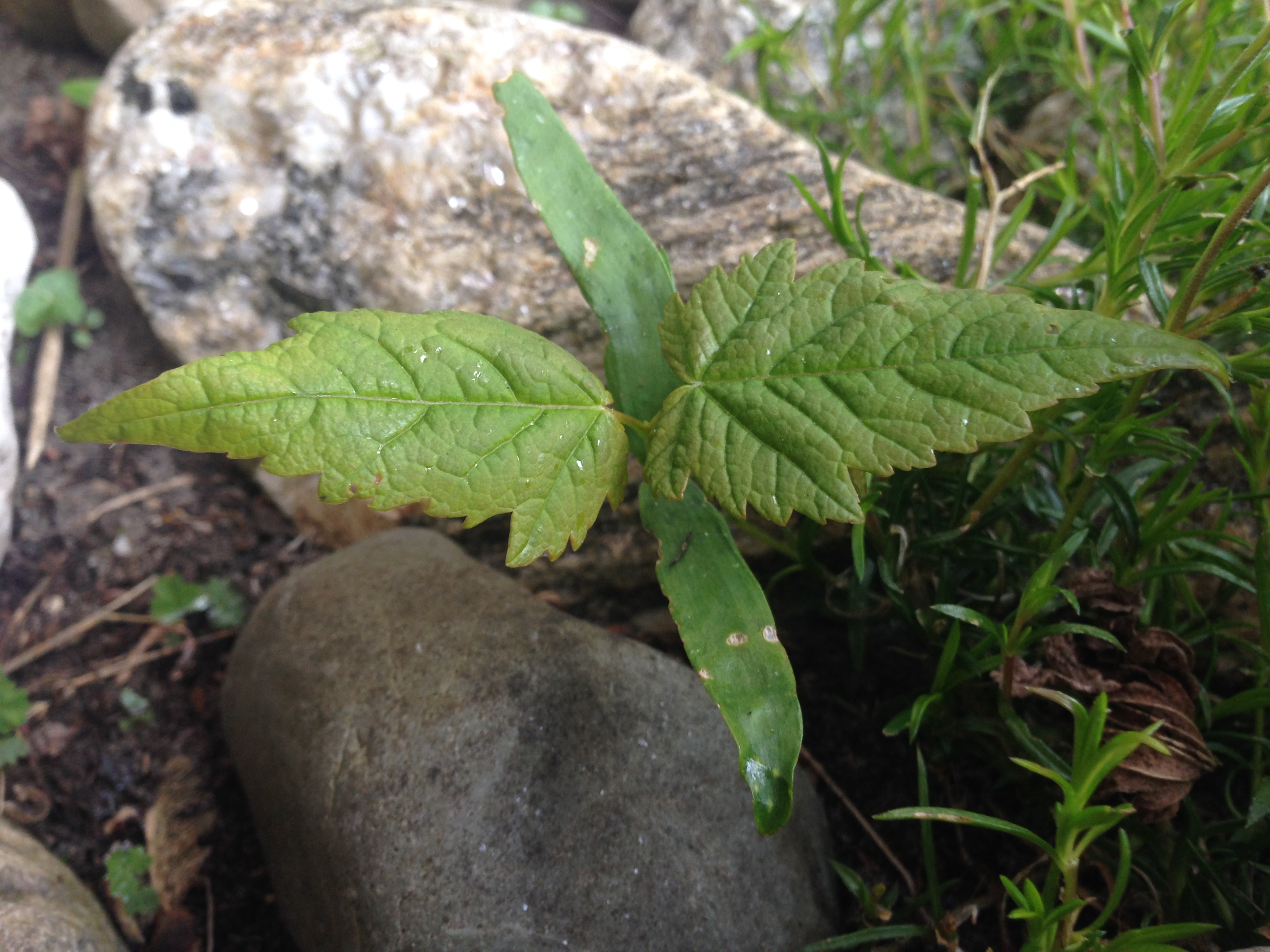 Vroege vogels Forum - Wat is dit voor plant / kiem? - Wat Is Dit Voor Plant