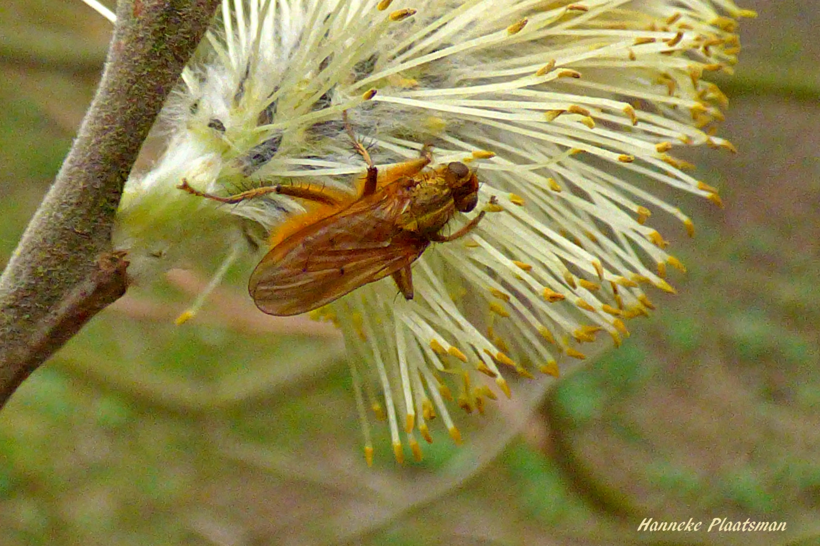 Vroege vogels Foto - Geleedpotigen - Bruin insect. - Bruin Insect Met Lange Voelsprieten
