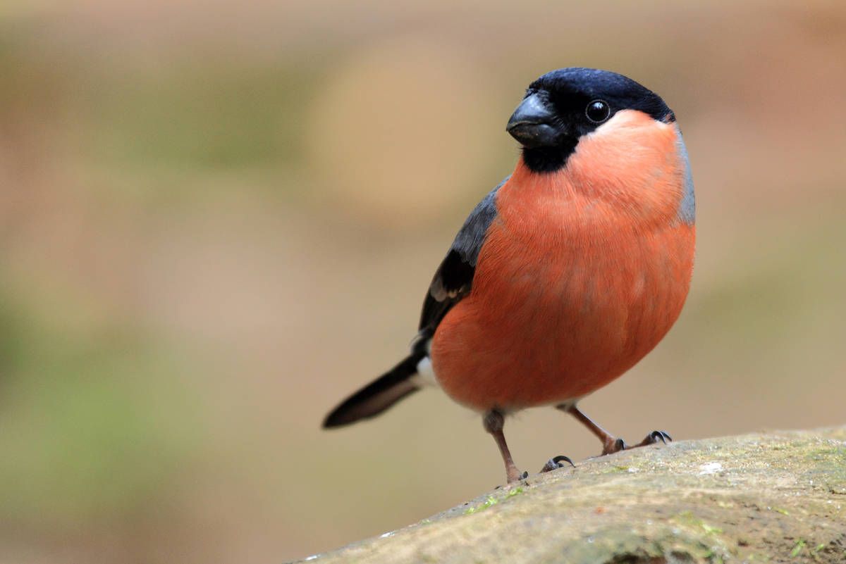 Vroege Vogels: Goudvink man | Vogels, Goudvink, Huisdier vogel - Klein Bruin Vogeltje Lijkt Op Mus