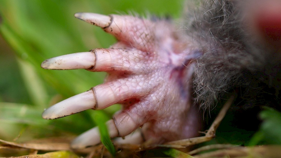Hoe Groot Is Een Mol