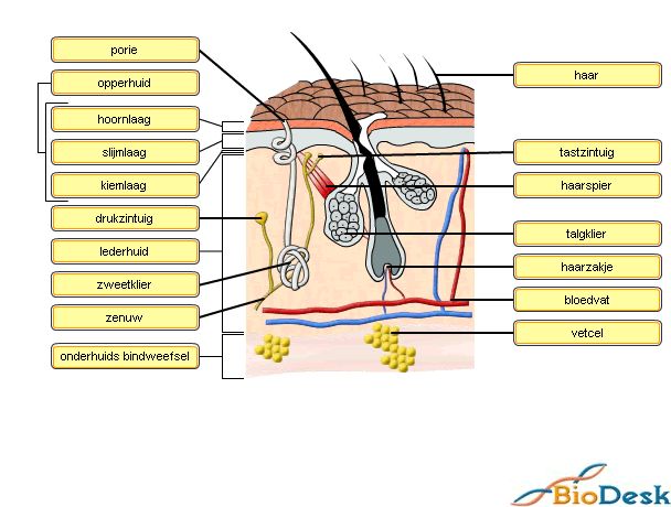 Waarnemen huid | Plaatjes biologie | Pinterest - Hoeveel Lagen Heeft De Huid