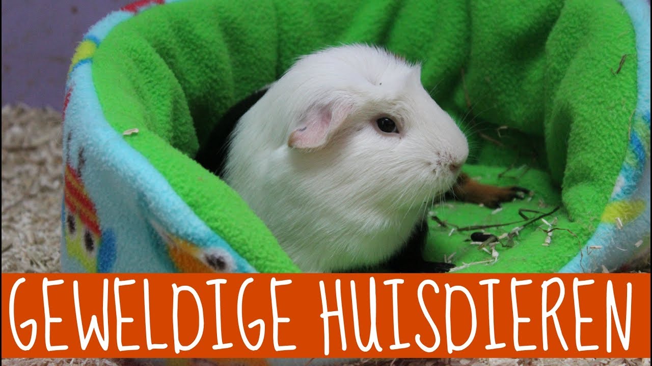 Waar Leven Cavia's In Het Wild