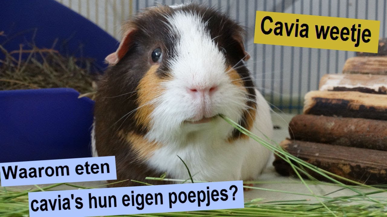 Woont De Cavia In De Woestijn
