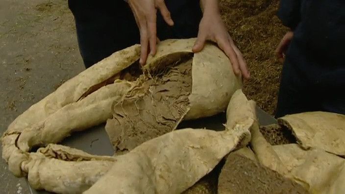 Hoe Heten De 4 Magen Van Een Koe