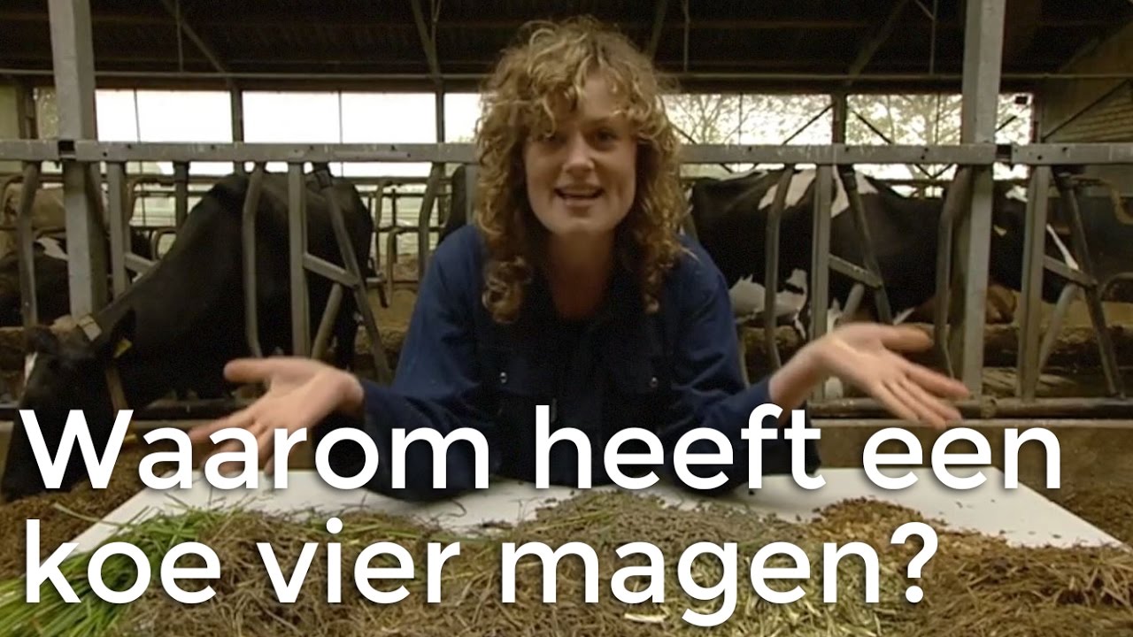 Waarom heeft een koe vier magen? | Vragen van Kinderen - YouTube - Hoeveel Magen Heeft Een Koe 7