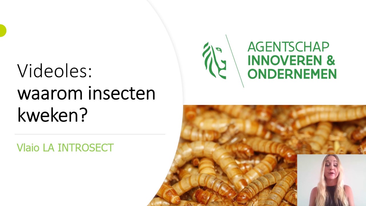 Waarom insecten kweken? - les 1 - YouTube - Deze Insecten Staan Bekend Om Hun Vermogen Te Kunnen Zingen