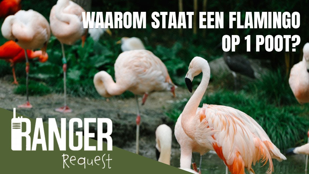 Waarom Staat Een Flamingo Op 1 Poot