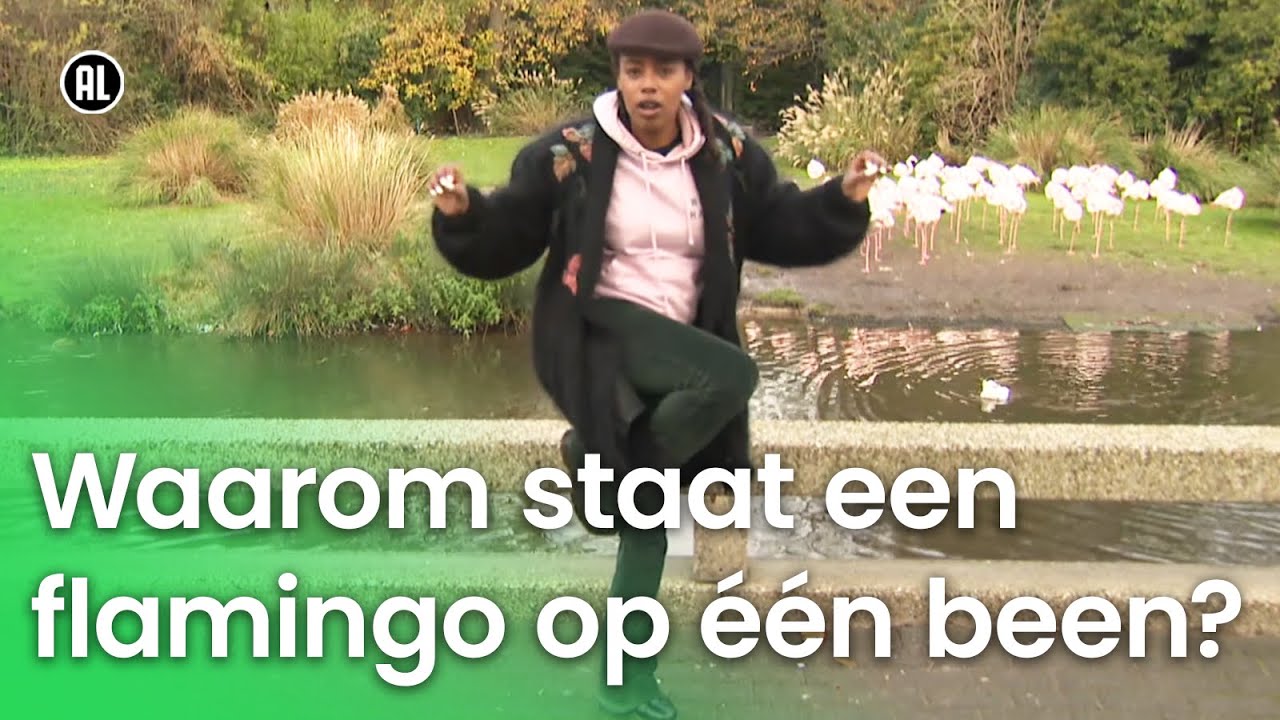 Waarom staat een flamingo op één been? | Vragen van Kinderen - YouTube - Waarom Staat Een Flamingo Op 1 Poot