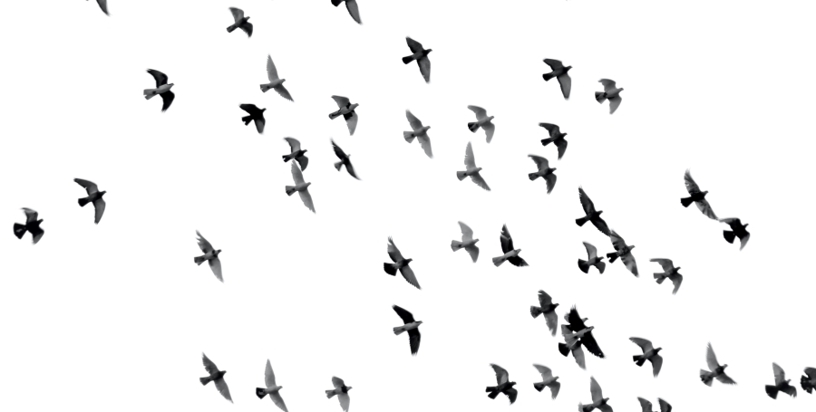Waarom vliegen vogels in een v? - Waarom Vliegen Vogels In Een V