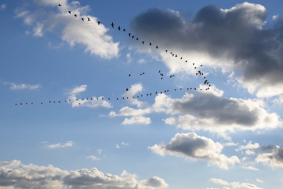 Waarom vliegen vogels in een v-vorm? - De natuur van hier - Waarom Vliegen Vogels In Een V