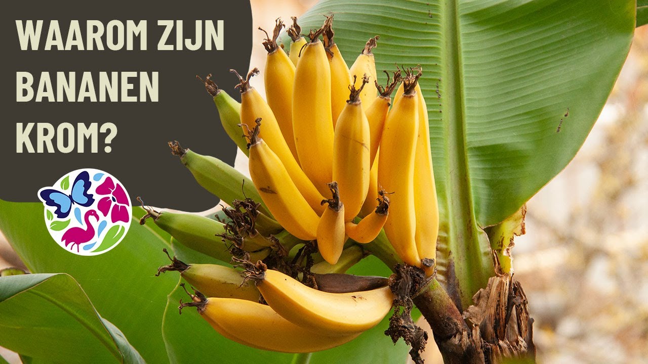 Waarom zijn bananen krom? - YouTube - Banaan Banaan Eigenlijk Te Krom Om Te Staan