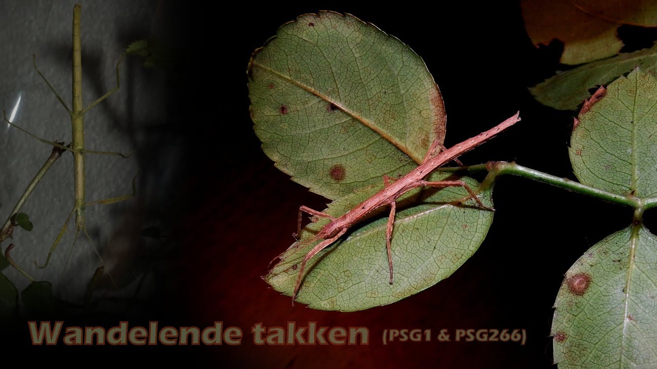Hoe Ziet Een Dode Wandelende Tak Eruit