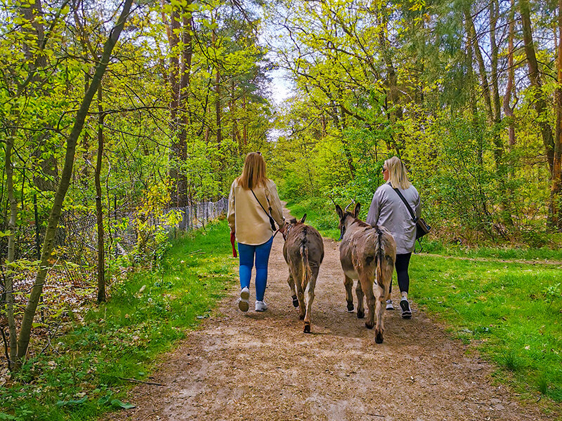 Wandeling met 2 ezels voor 7 personen nabij Utrecht - Bongo - Ezel Pak 2 Personen
