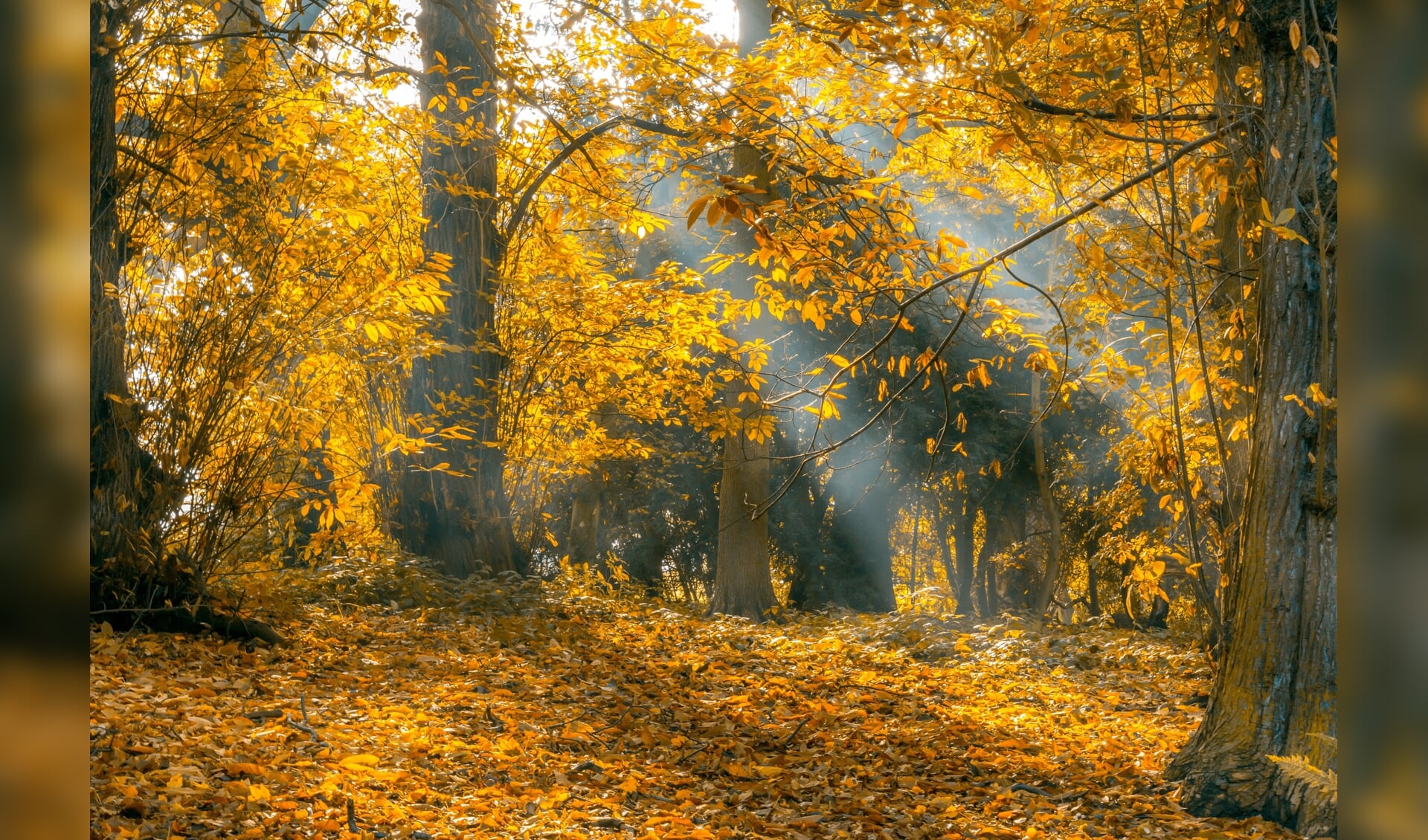 Wanneer begint de herfst 2024? | Al het nieuws uit Amsterdam-Noord - Wanneer Begint De Herfstvakantie 2024