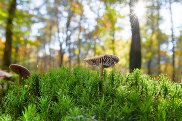 Wanneer begint de herfstvakantie in 2022? | Reizen | AD.nl - Wanneer Begint De Herfstvakantie Noord