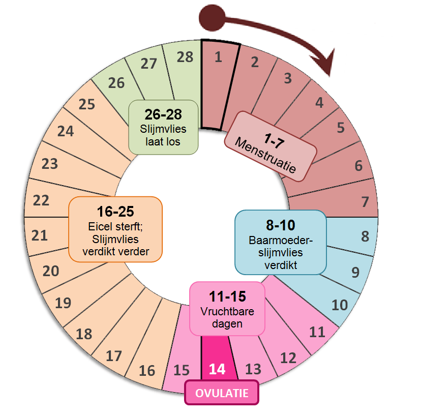 Tijd Tussen Eisprong En Menstruatie