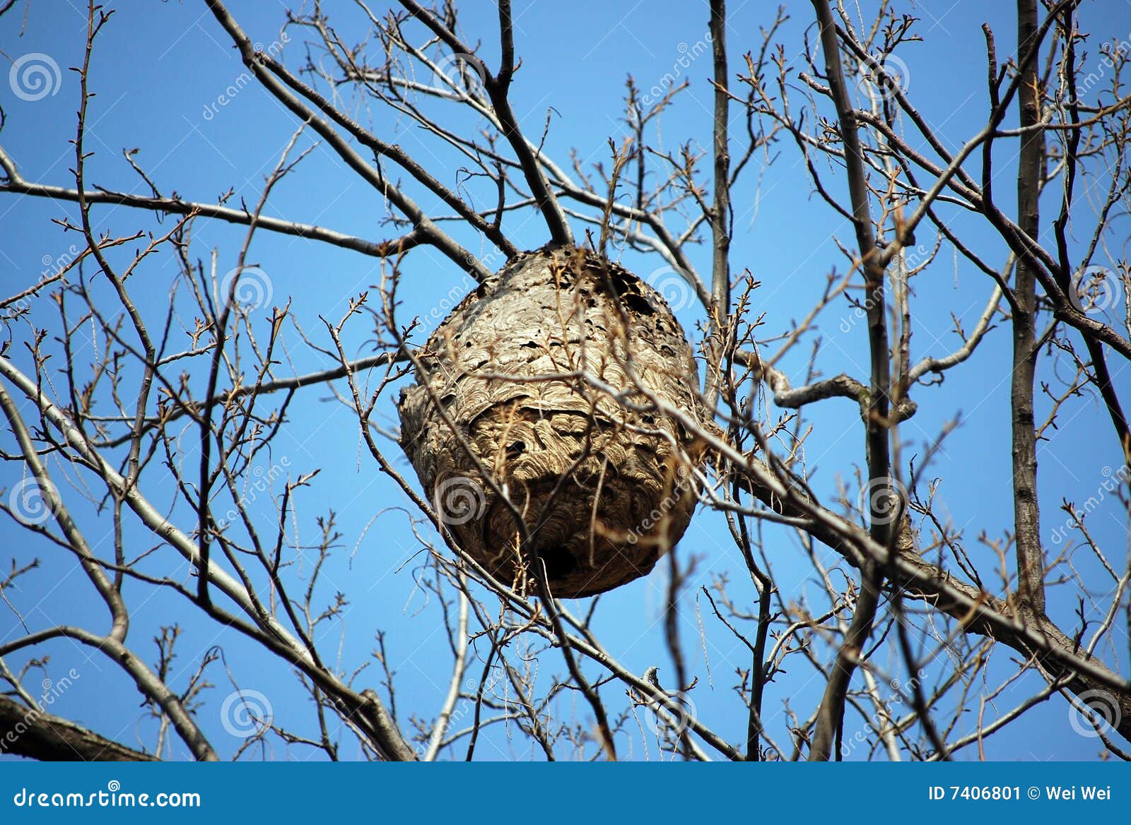Wasp Nest And Larva Life Cycle. Royalty-Free Stock Photo - Hoeveel Wespen Zitten Er In Een Nest