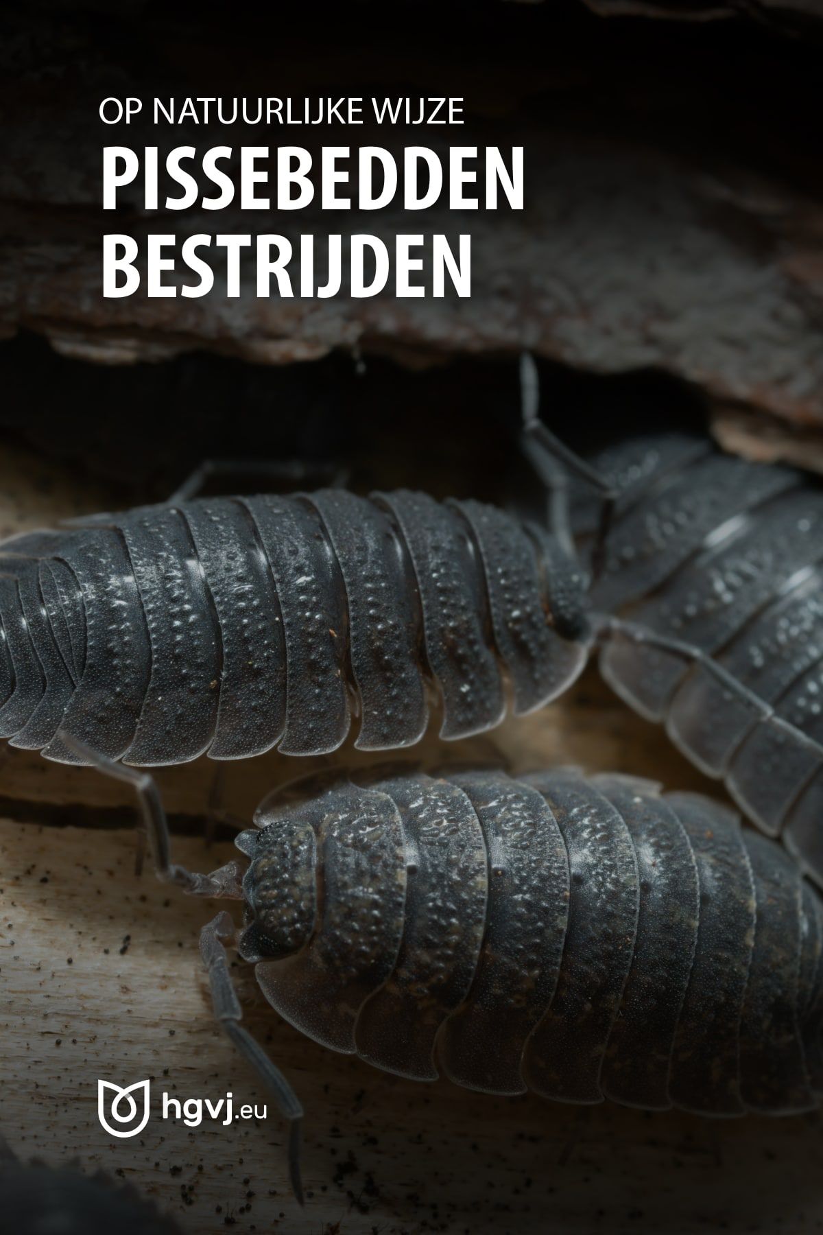 Wat Eten Pissebedden In De Tuin