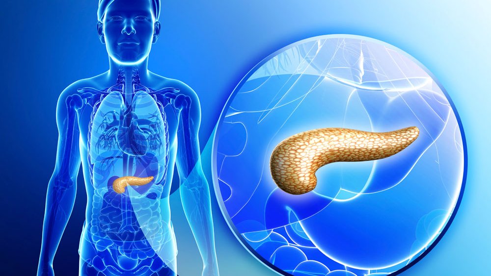 Wat doet je alvleesklier? | Gezondheidsnet - Waar Zit De Alvleesklier In Het Menselijk Lichaam