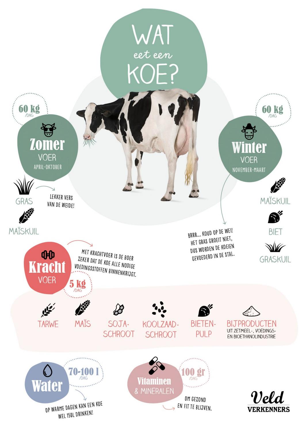 Hoeveel Gras Eet Een Koe Per Dag
