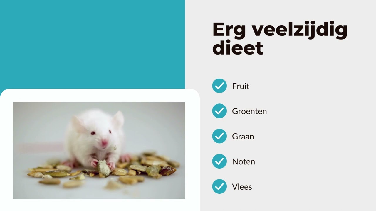 Wat eet een muis? - Pestor - YouTube - Hoeveel Botten Heeft Een Muis