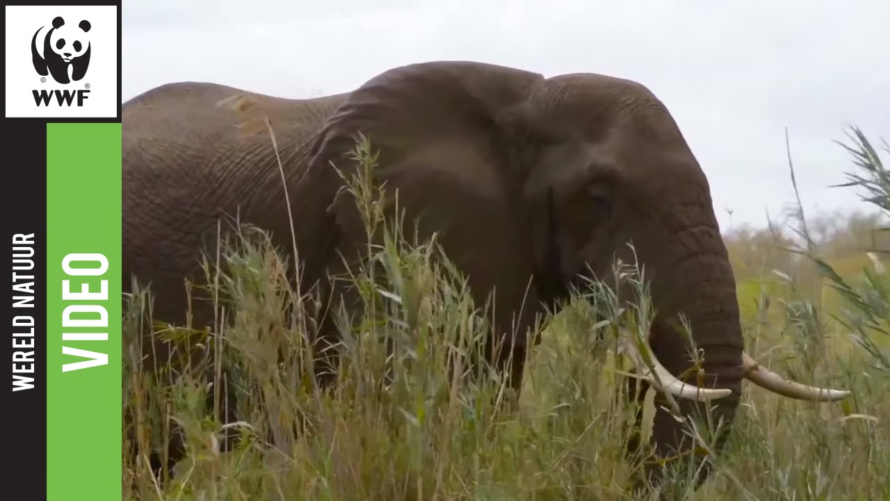 Wat eet een olifant? - YouTube - Hoeveel Eet Een Olifant Per Dag