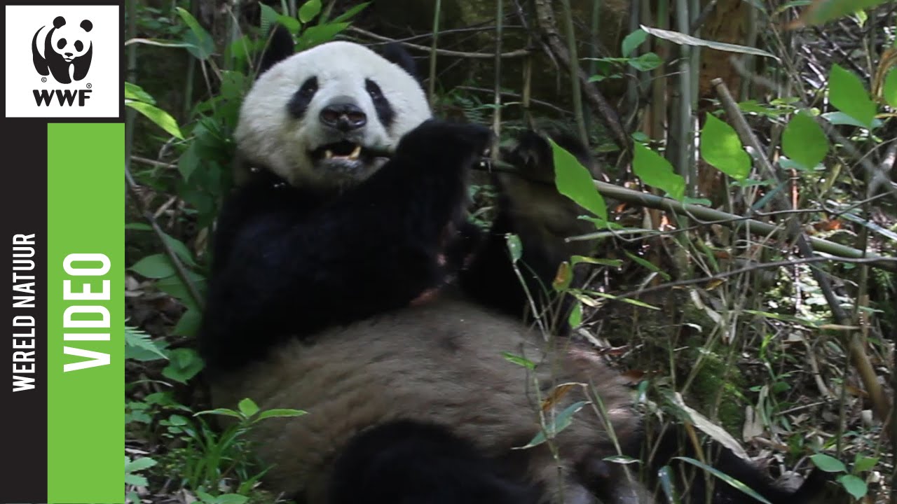 Hoeveel Eet Een Panda Per Dag