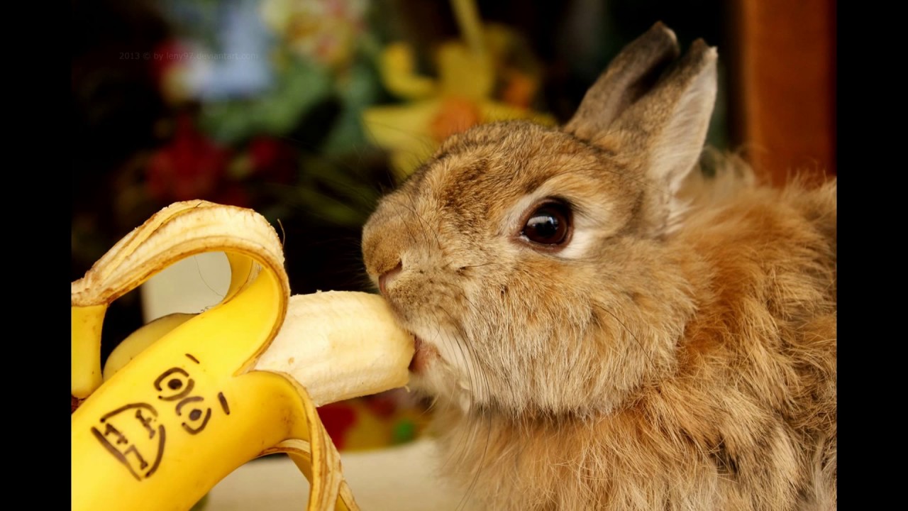 Wat Eten Konijnen In Het Wild