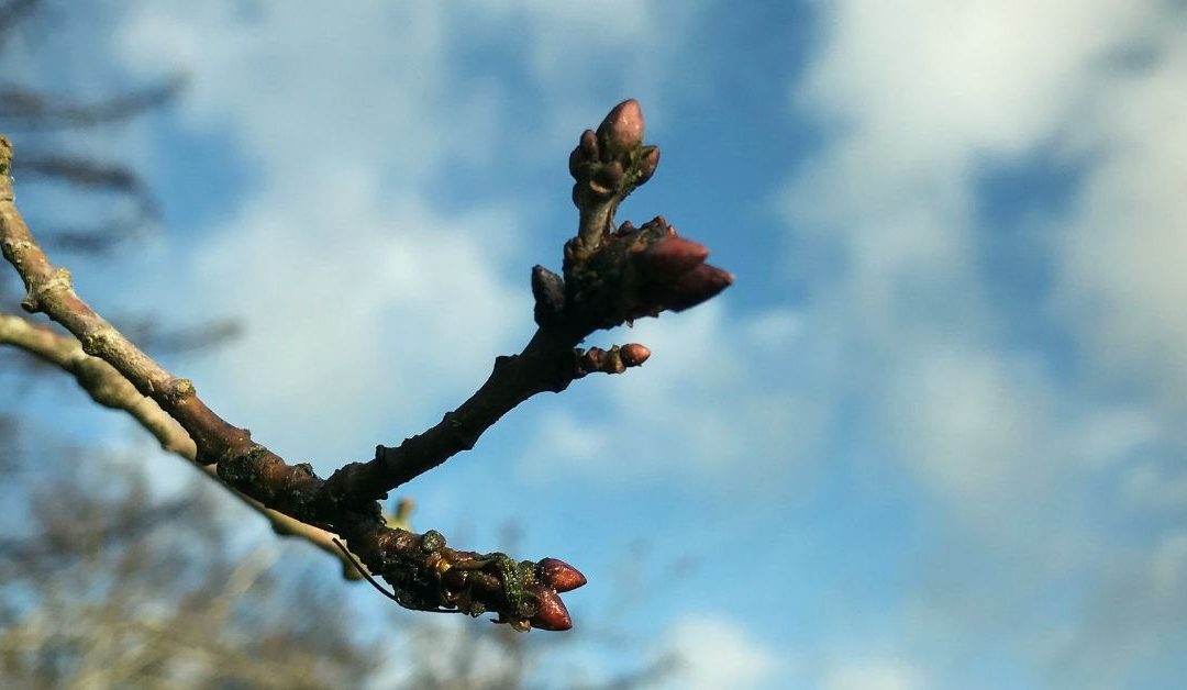 Wat Gebeurt Er In De Lente