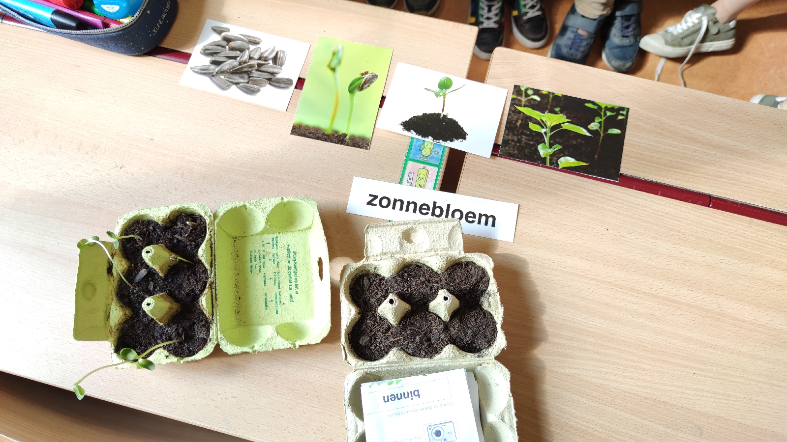 Wat Heeft Een Plant Nodig Om Te Groeien