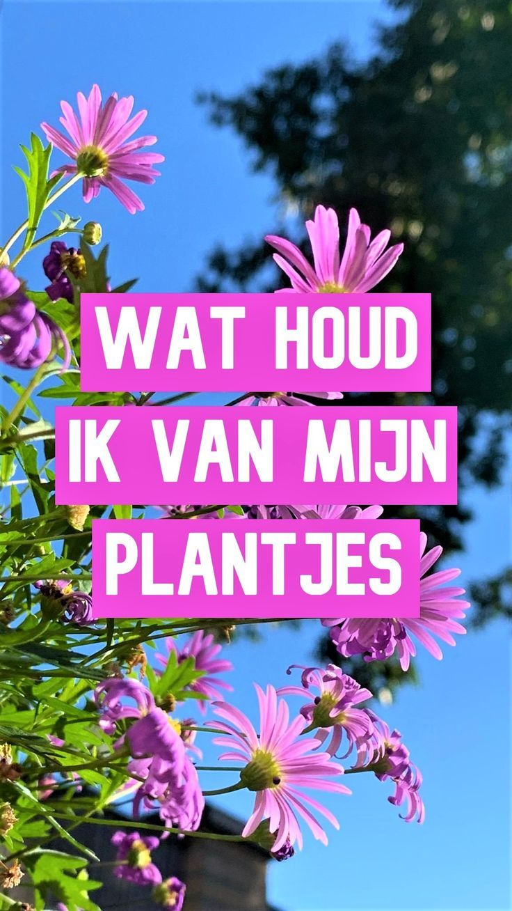 Wat houd ik van mijn plantjes | Christian bloggers, Encouragement, Keep - Wat Houd Tbs Met Dwangverpleging In