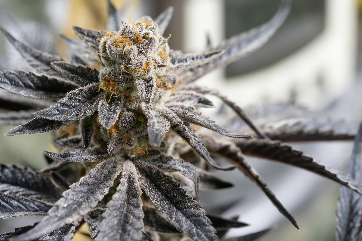 Wat is cannabis? - Wiet.nl - Wat Is Beter Hasj Of Wiet