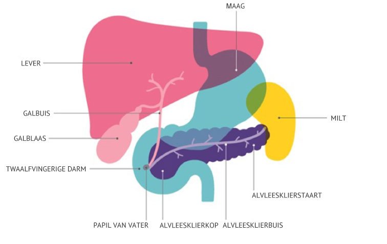 Wat is de alvleesklier? | Kennisplatform Pancreatitis - Waar Zit De Alvleesklier In Het Menselijk Lichaam