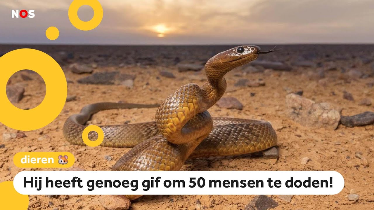 Wat Is De Grootste Vlinder Ter Wereld Qua Vleugeloppervlak