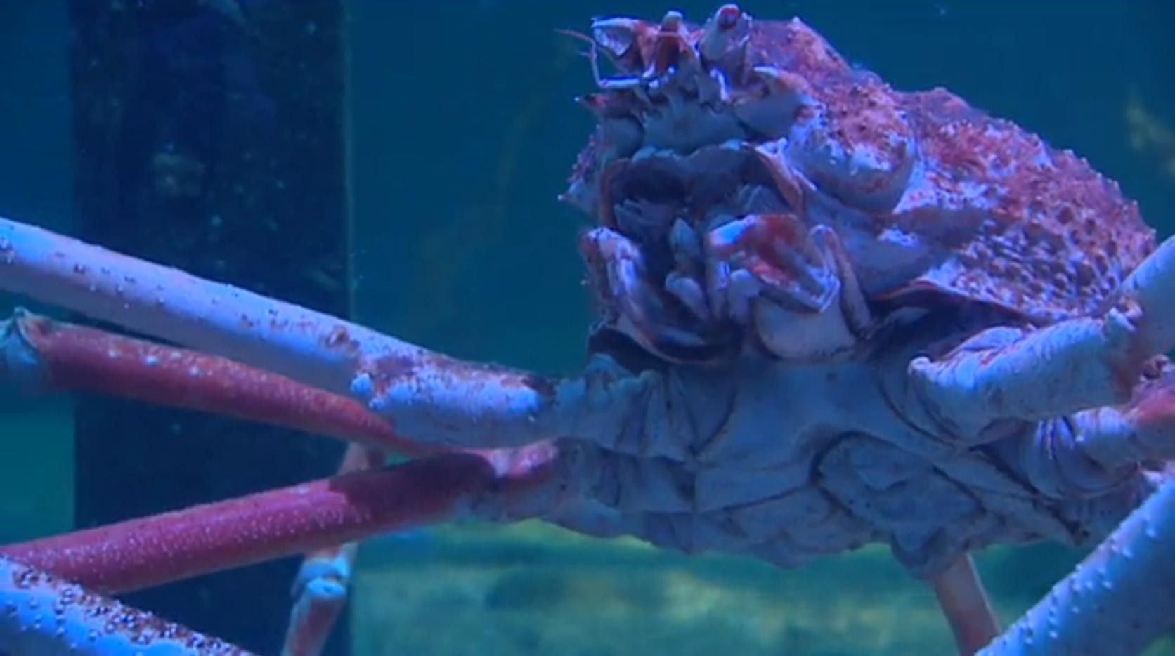 Hoe Groot Is De Grootste Krab Ter Wereld