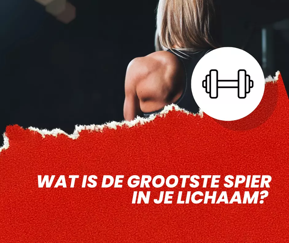 Wat is de grootste spier in je lichaam | De feiten - Grootste Spier In Je Lichaam