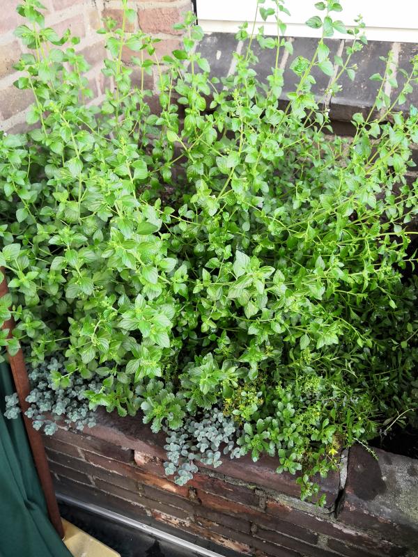 Wat is dit voor een plant? | Groeninfo.com tuinforum - Wat Is Dit Voor Een Plant