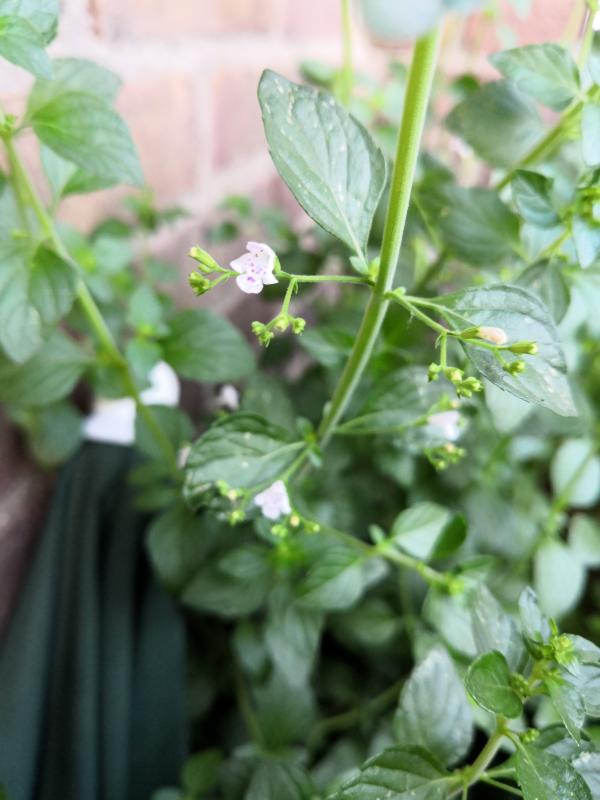 Wat is dit voor een plant? | Groeninfo.com tuinforum - Wat Is Dit Voor Een Plant