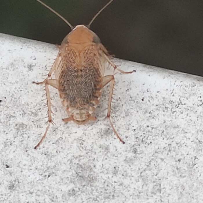 Wat is dit voor insect? - Ik heb een vraag (2024) - Wat Is Dit Voor Insect